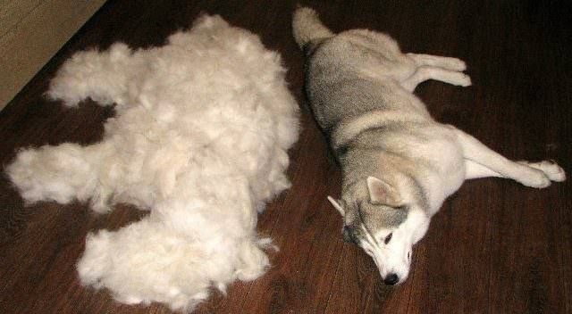 Dog shedding sale coat