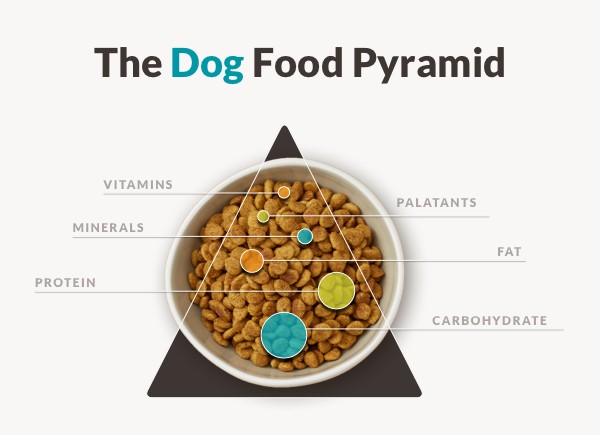 Balancing protein and carbs: A healthy dog diet explained