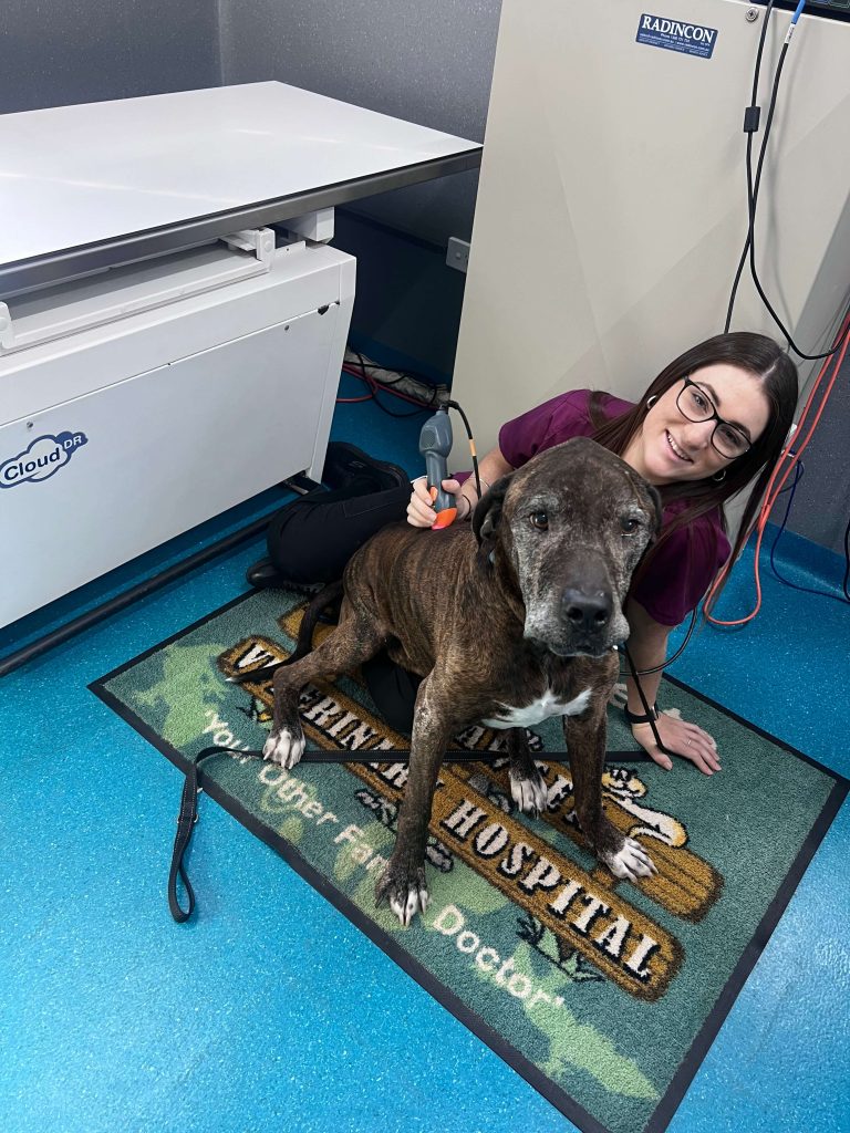 Dog Care VET Hospital